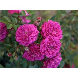 Роза почвопокровная Кордес Пепл Рейн (пурпурно-фиолетовый, махровый) 1шт Поиск